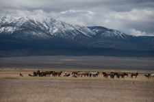 USA-California-Wild Mustangs - A Living Legacy